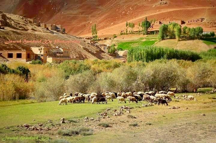 منابع در بامیان: گوسفندان ملابرادر مزارع مردم را تخریب کردند
