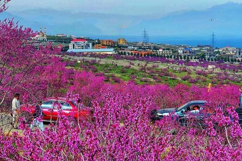 طالبان در پروان ۴۲ هزار نفر را &laquo;تفتیش عقیدتی&raquo; کردند