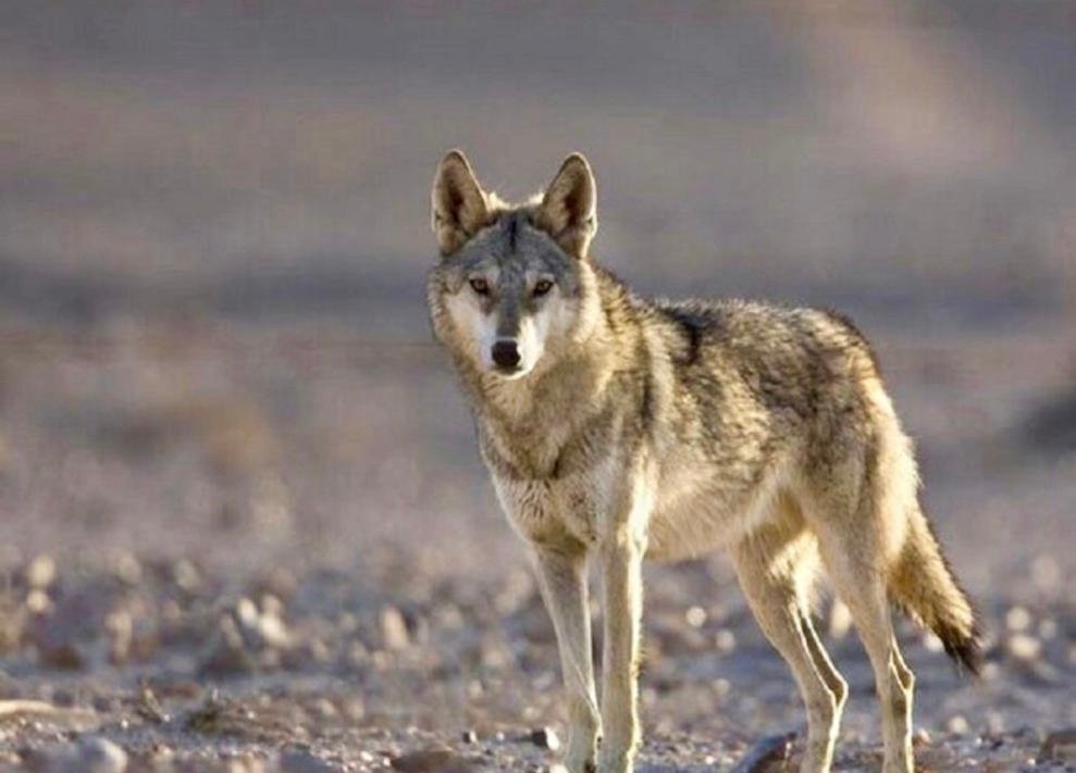 گرگ وحشی در ننگرهار با حمله به خانه&zwnj;ای، ۷ نفر را زخمی کرد