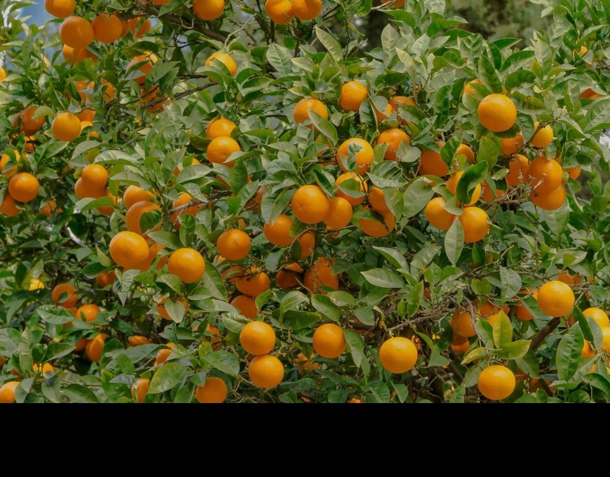 افزایش ۲۵ درصدی محصول مالته؛ ننگرهار سال پُرثمر را تجربه می&zwnj;کند