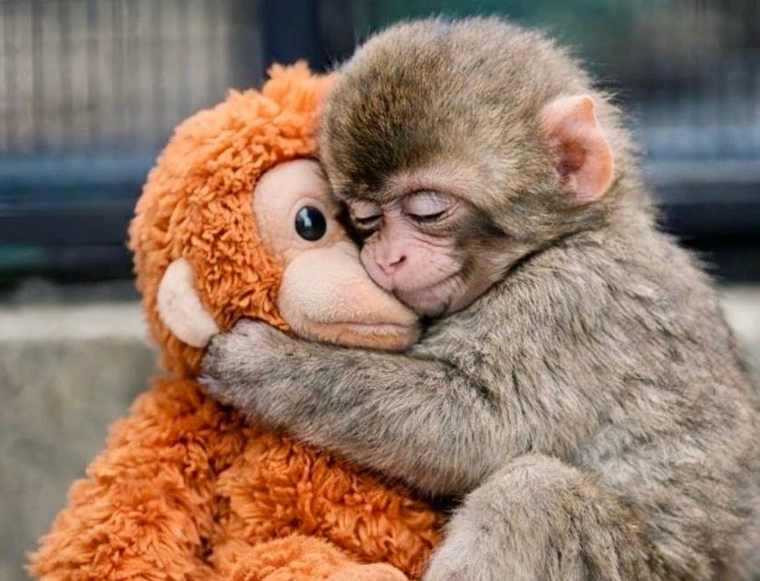 وقتی ملت طرد می&zwnj;شود؛  سرگذشت میمونی که عروسک را مادر پنداشت