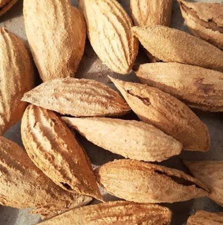 افزایش چشم&zwnj;گیر حاصلات بادام در پنجشیر؛ تولید به بیش از ۱۳۱ تُن رسید