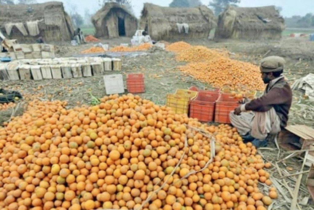 منابع خبری: سردخانه&zwnj;های پاکستان پر از کینوهای فاسد شده است