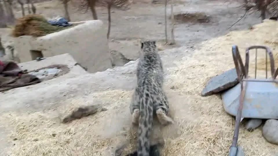 پلنگ برفی بار دیگر به مواشی باشندگان واخان حمله کرد